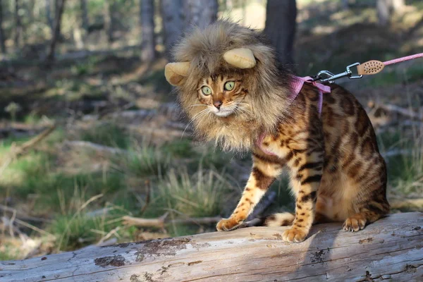 Comedic Tiro Aire Libre Gato Con Peluca — Foto de Stock