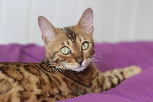 Beautiful Exotic Cat Closeup Portrait — Stock Photo, Image