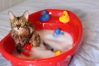 Komik kedi banyo