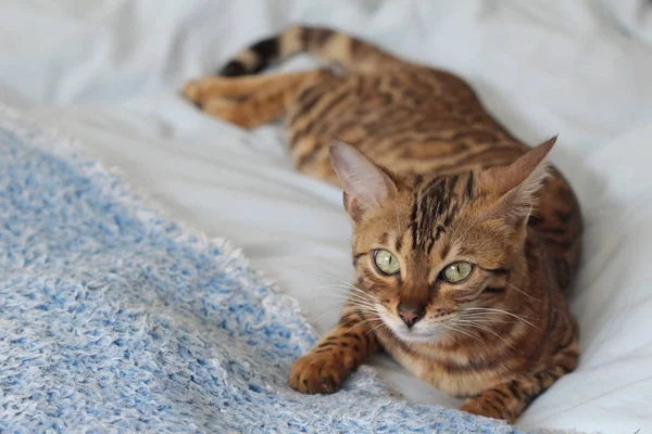 Beautiful Exotic Cat Closeup Portrait — Stock Photo, Image