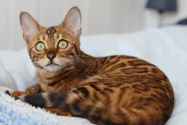 Vacker Exotisk Katt Närbild Porträtt — Stockfoto