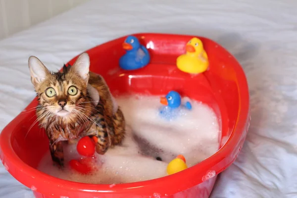 Funny cat taking a bath