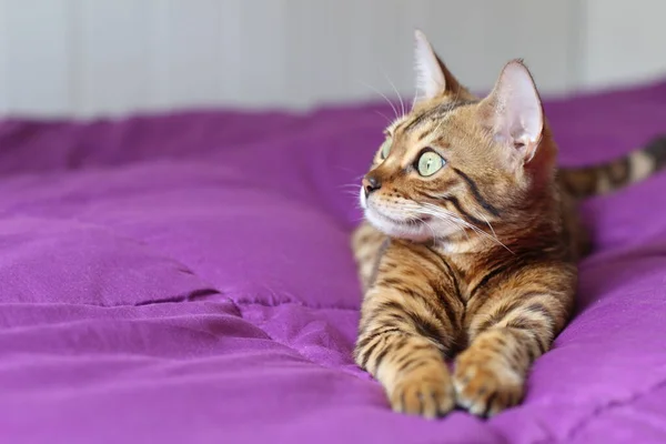 Hermoso Gato Exótico Primer Plano Retrato — Foto de Stock