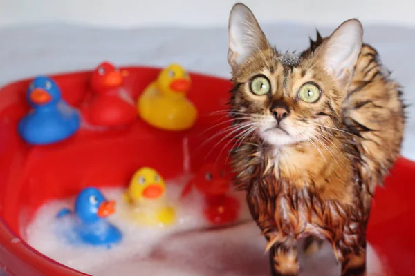 Gatto Divertente Che Bagno — Foto Stock