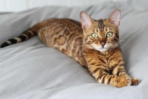 Красивая Экзотическая Кошка Портрет Крупным Планом — стоковое фото
