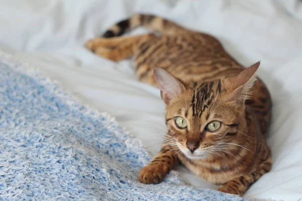 Beautiful Exotic Cat Closeup Portrait — Stock Photo, Image