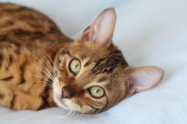 Beautiful Exotic Cat Closeup Portrait — Stock Photo, Image