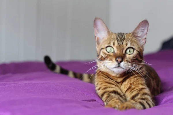 Красивая Экзотическая Кошка Портрет Крупным Планом — стоковое фото