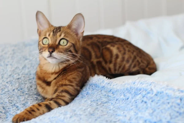 Beautiful Exotic Cat Closeup Portrait — Stock Photo, Image