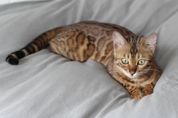 Beautiful Exotic Cat Closeup Portrait — Stock Photo, Image