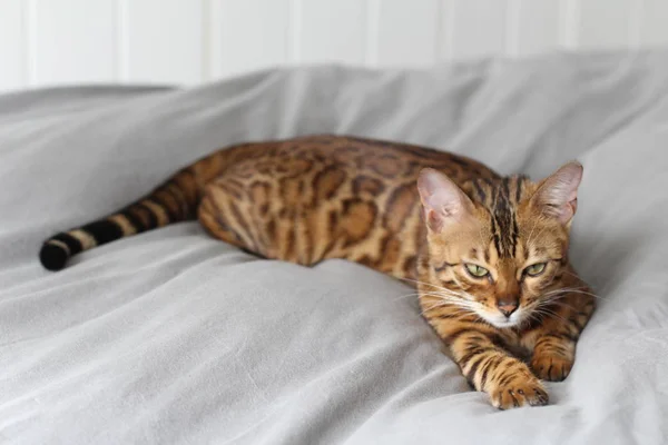 Beautiful Exotic Cat Closeup Portrait — Stock Photo, Image