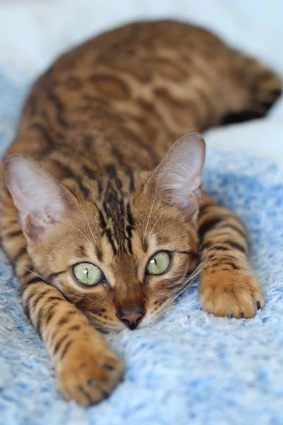 Beautiful Exotic Cat Closeup Portrait — Stock Photo, Image