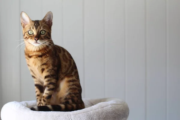 Hermoso Gato Exótico Primer Plano Retrato —  Fotos de Stock