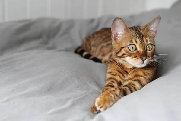 Beautiful Exotic Cat Closeup Portrait — Stock Photo, Image