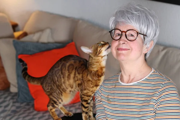 Hilfreiche Katze Spricht Besitzerin — Stockfoto