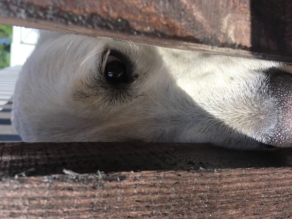 Pies Zwierzę Oczy Labrador Portret Siedzi Młodzi Dos Zwierząt — Zdjęcie stockowe