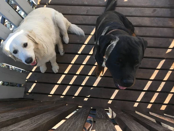 Köpek Hayvan Gözler Labrador Portre Oturma Genç Dos Hayvanlar — Stok fotoğraf
