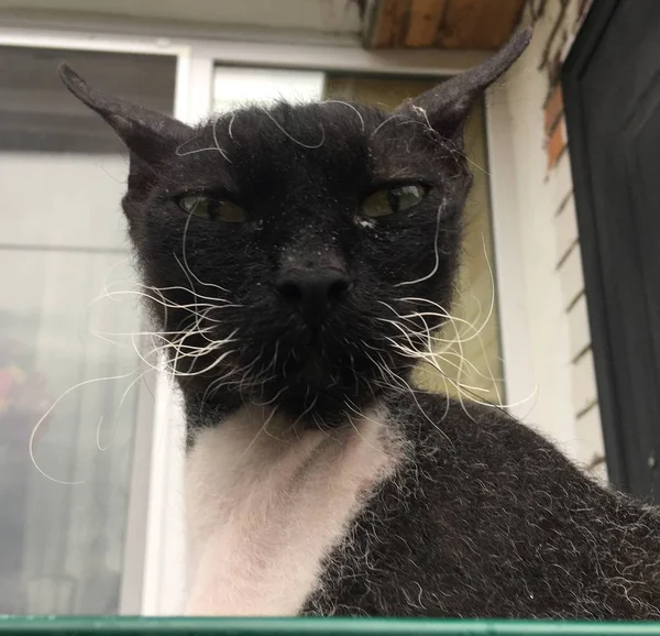 kedi, eski kedi, hayvan, sokaklarda hayvan, eğlenceli, kedi yavrusu