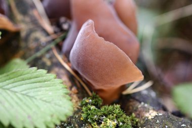 Auricularia auricula-judae ormandaki düşmüş bir ağaçta yosun ve yabani çileklerin arasında yetişir..