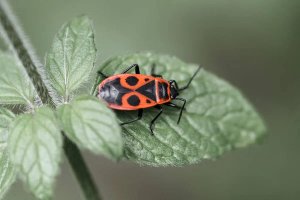 Güzel parlak böcek Pyrrhocoris apterus bitkinin yaprağında, bulanık arkaplanlı makro çekim