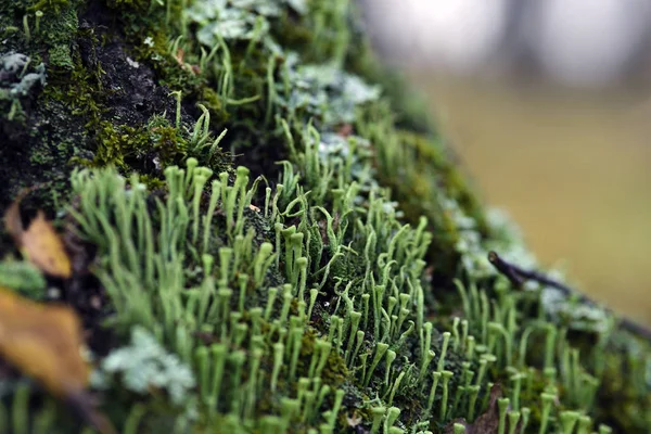 Lichen Cladonia Coniocraea Members Коре Деревьев Осеннем Лесу Макроснимок Размытом — стоковое фото