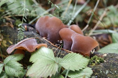Auricularia auricula-judae ormandaki bir ağaçta, yosun ve çilek yapraklarının arasında yetişir..
