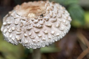 Şemsiye mantarı (leucoagaricus nympharum) bir çam ormanında, yakın plan