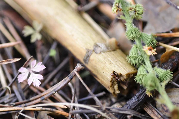 Brown ant in the litter of coniferous forest