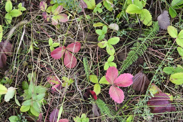 Litter of coniferous forest at the end of summer, containing wild strawberry leaves and various herbs.