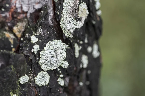 在一个背景模糊的森林里 一个生长在树干树皮上的低氧苔藓的特写 — 图库照片