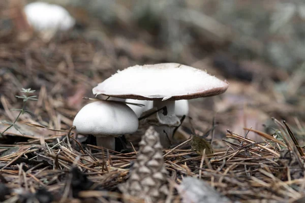 Close Champignon Mushroom Coniferous Forest Blurred Background Bump Blurred Foreground — Stock Photo, Image