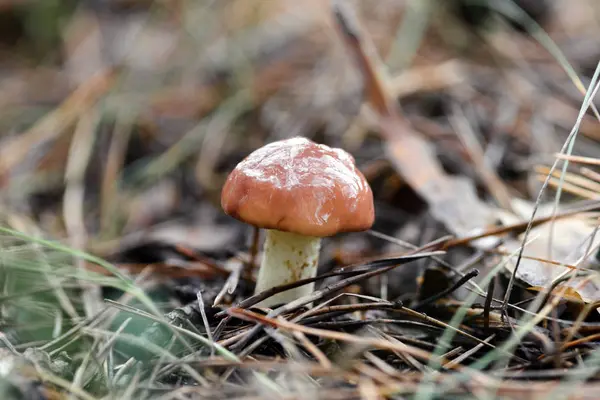 Close Suillus Mushroom Coniferous Forest Blurred Background — Stock Photo, Image