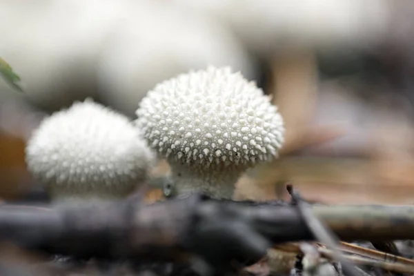 Mushroom Lycoperdon Perlatum Common Puffball Warted Puffball Forest Close Macro — Stock Photo, Image