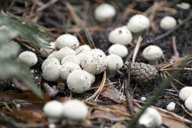 Mantar Lycoperdon perlatum (yaygın tütsülenmiş, siğilli tütsü topu) yakın bir çam ormanında, makro çekim, bulanık arka plan