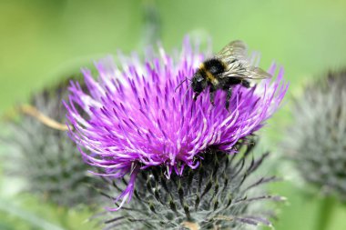 Bumblebee deve dikeni çiçeğinden polen toplar, bulanık arkaplanlı makro çekim