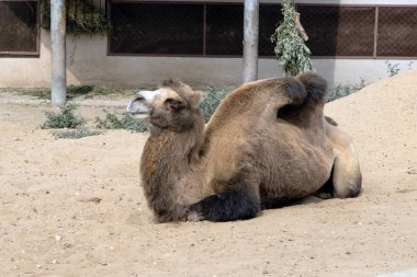 Kumda büyük bir deve, yakın çekim..