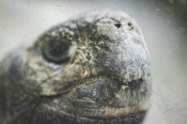 Çizik camların, portrelerin, makro çekimlerin arkasındaki yaşlı bir kaplumbağanın kafası..