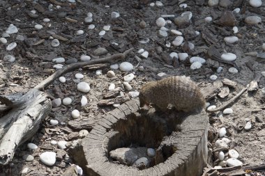Mongoose eats a white mouse on a stump.