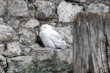 A beautiful white polar owl squints its eyes among the stones.