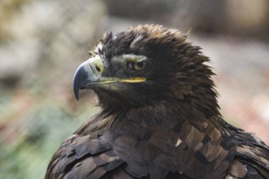 Portrait of a golden eagle, close-up