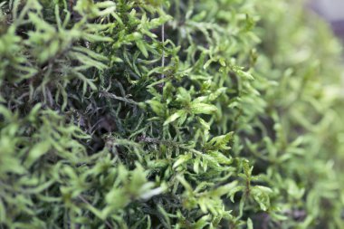 Beautiful green moss, macro shot