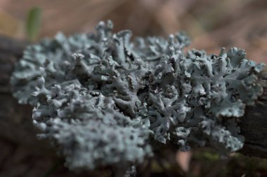 Lichen Hypogymnia filozofları bir ağaç dalında, yakın plan bulanık arka plan.