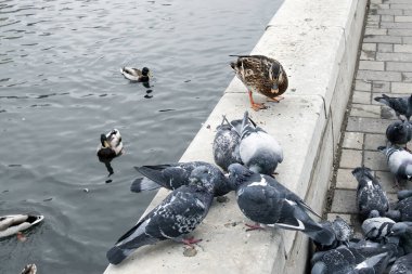 A duck looks menacingly at pigeons who eat bread on the promenade in the city, close-up.