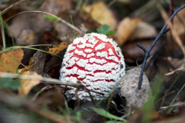 Amanita muscaria mushroom in autumn forest, macro shot with blurry background.