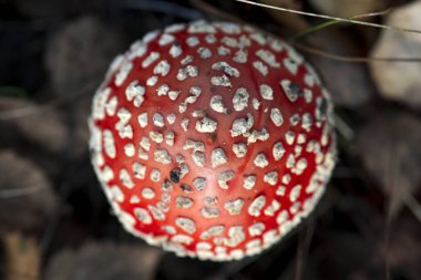Amanita muscaria mantarı sonbahar ormanında, makro çekim arka planda bulanık, üst manzara.