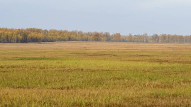 Lonely man in the autumn field against the background of the Russian forest and sky, landscape.