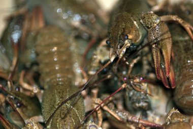 Portrait of live crayfish, macro shot with blurry background.