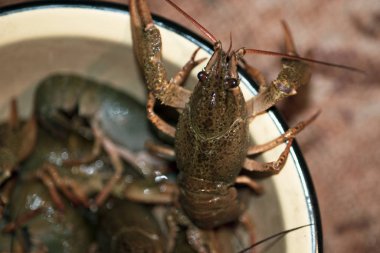 Live crayfish, macro shot with blurry background.