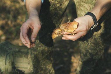 Suillus mushroom picking in the autumn forest, close-up.