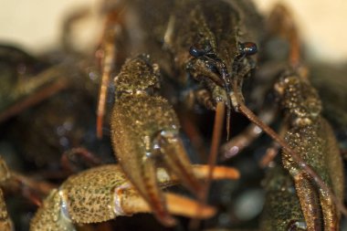 Portrait of live crayfish, macro shot with blurry background.